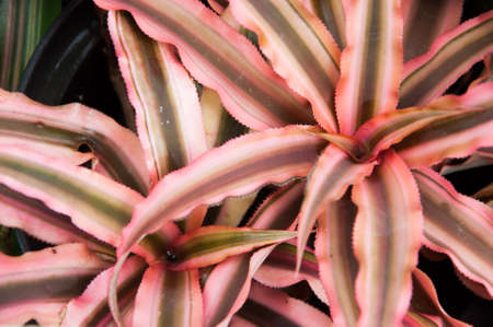 Multicolr Bromeliadの写真素材