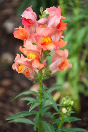 Antirrhinum or snapdragonの写真素材