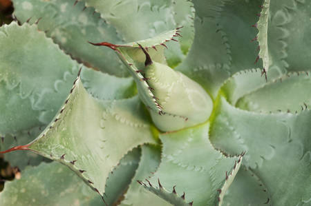 Sharp pointed agave plant leavesの写真素材