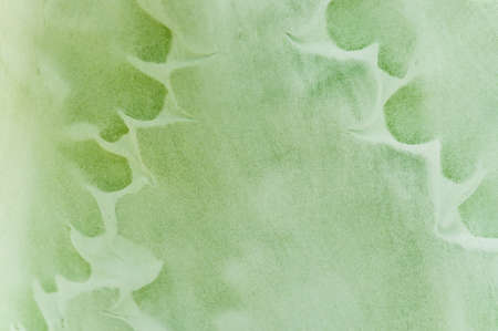 Succulent plant の写真素材