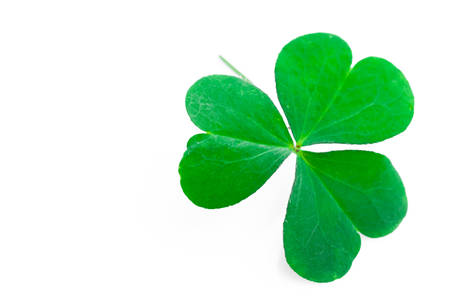 Shamrock,three leaf cloverの写真素材
