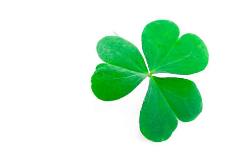 Shamrock,three leaf cloverの写真素材
