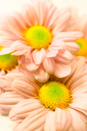 Beautiful chrysanthemum flower の写真素材