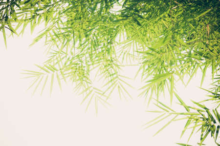 bamboo leaves の写真素材