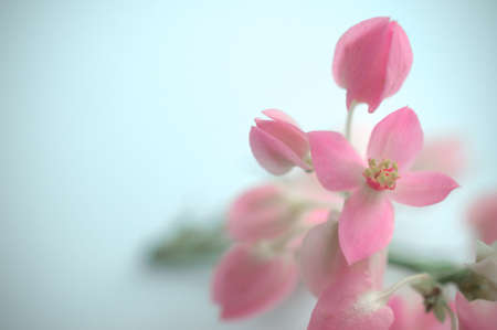 Confederate vine, Coral vine; Mexican coral vine; Mexican creeper; Queen's jewels, Queen's. wreath on white backgrounの写真素材