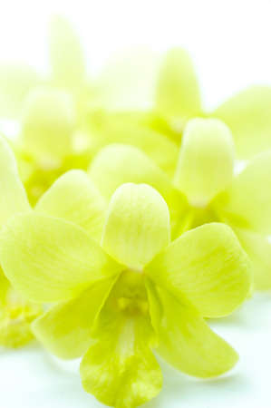 green orchid, flower backgroundの写真素材