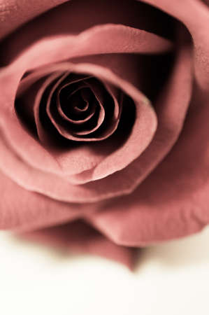 Close up of red rose petal, vintage toneの写真素材