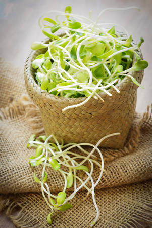 green young sunflower sproutsの写真素材