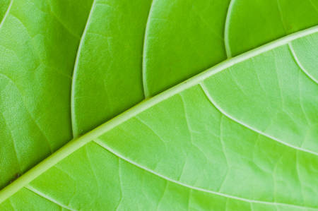 Green leaf texture. Macro