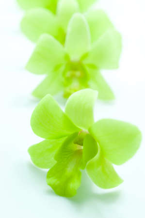 green orchid, flower backgroundの写真素材