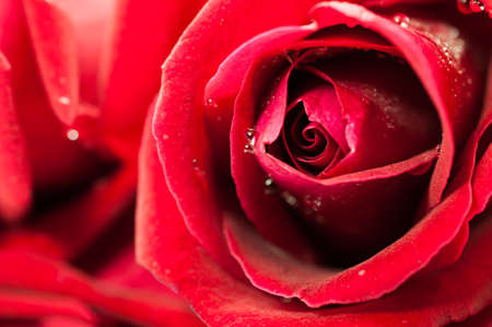 Close up of red rose petal, vintage toneの写真素材