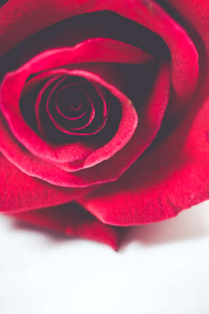 Close up of red rose petal, vintage toneの写真素材