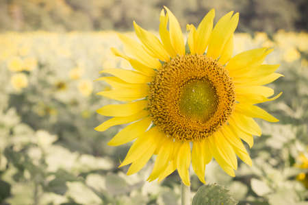Vintage sunflowerの写真素材