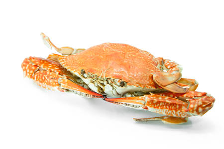 Cooked whole dungeness crab with natural marks on the shell and isolated on white backgroundの写真素材