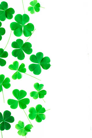 Bear Clover Leaf Green, background foe St.Patrick Dayの写真素材