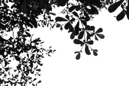 Abstract pattern from silhouettes of leavesの写真素材