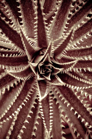 Sharp pointed agave plant leavesの写真素材