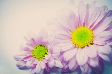 Beautiful chrysanthemum flower backgroundの写真素材