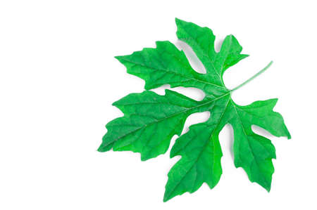 isolated bitter gourd's leafの写真素材