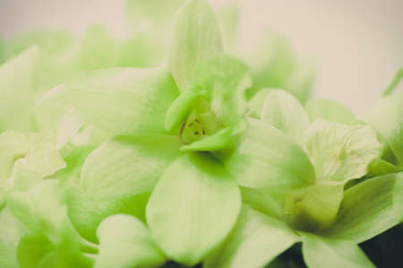 green orchid, flower backgroundの写真素材