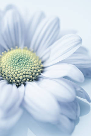 Beautiful chrysanthemum flower backgroundの写真素材