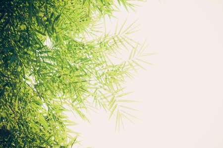 bamboo leaves backgroundの写真素材