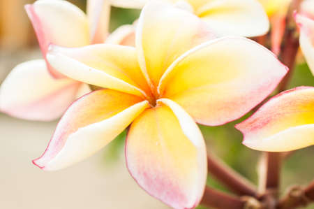Frangipani flowersの写真素材