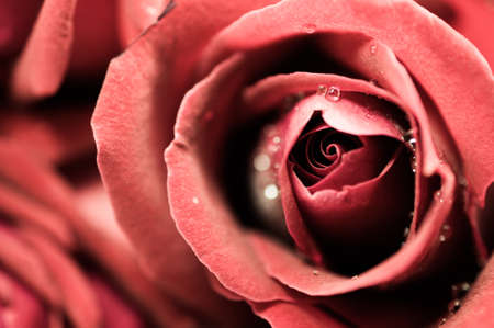 Close up of red rose petal, vintage toneの写真素材
