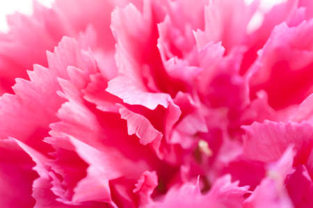 Pink carnation flower close upの写真素材