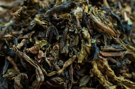 leaves of green teaの写真素材