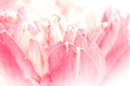 Lotus petals on white background with area for your textの写真素材