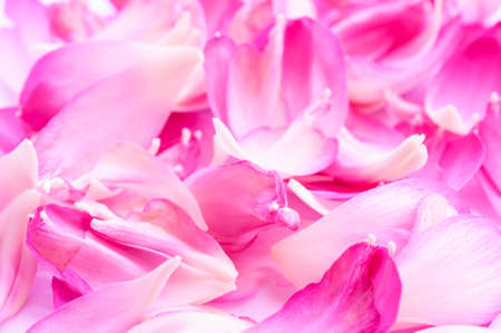 Lotus petals on white background with area for your textの写真素材