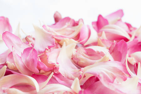 Lotus petals on white background with area for your textの写真素材