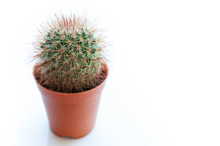 Cactus isolated on white backgroundの写真素材