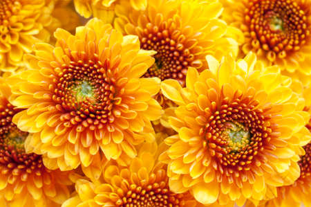 orange chrysanthemum isolated on a white backgroundの写真素材