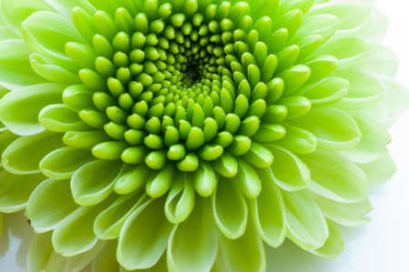green chrysanthemum isolated on a white backgroundの写真素材