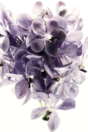 Border of orchid flower (vanda purple) isolated on white