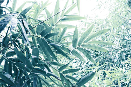 Bamboo leaves background