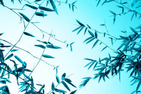 Bamboo forest backgroung in back and white toneの写真素材
