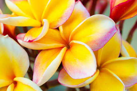 Frangipani flowersの写真素材