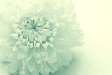 chrysanthemumの写真素材