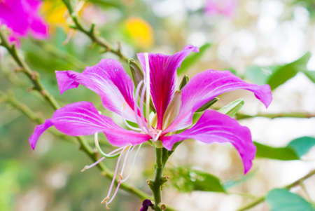 Butterfly Tree, Orchid Tree, Purple Bauhiniaの写真素材