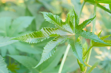 Green buds of Castor oil plant Ricinus communis a hardy perennial suckering plant with purple leaves and fruit is toxic if ingested, growing against a cream metal fence in mid summer.の写真素材