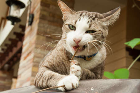 grey catの写真素材