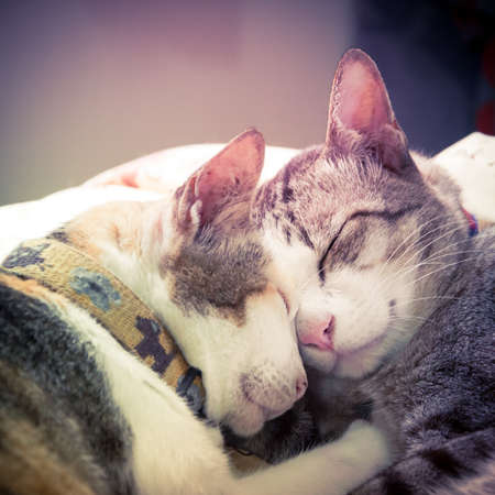 Catsの写真素材