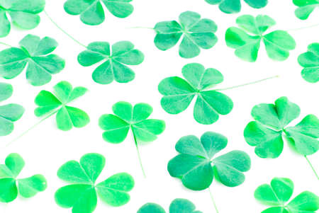 Bear Clover Leaf Green, backgroundの写真素材