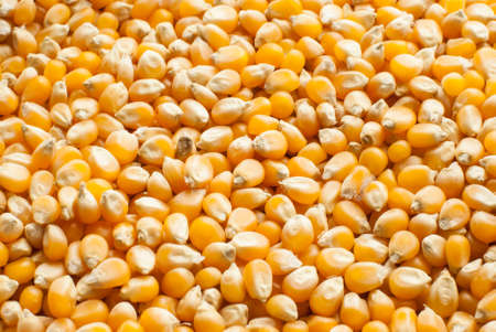 Bulk of corn grainsの写真素材