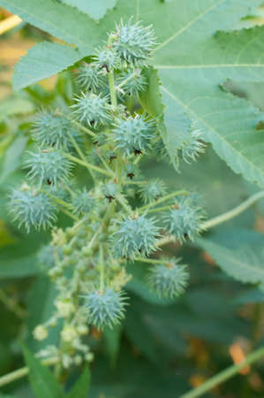 Green buds of Castor oil plant Ricinus communis a hardy perennial suckering plant with purple leaves and fruit is toxic if ingested, growing against a cream metal fence in mid summer.の写真素材