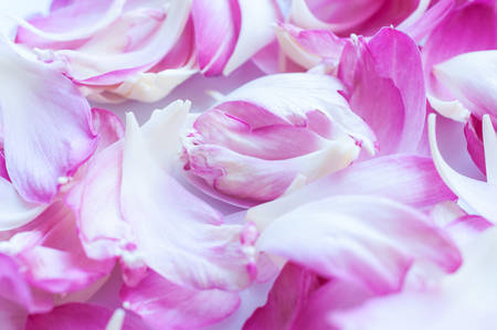 Lotus petals on white background with area for your textの写真素材