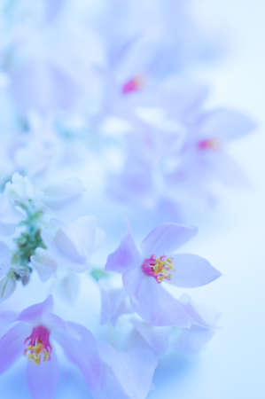 Coral Vine, Mexican Creeper, flower border, backgroundの写真素材
